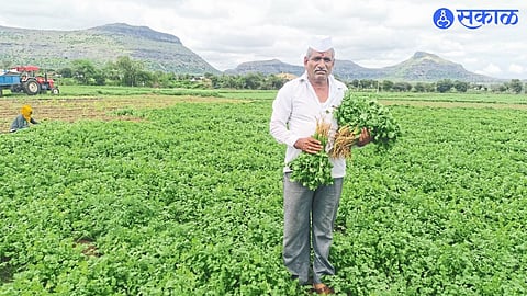 Khamkheda Bhausaheb Deore with double crop of coriander here.