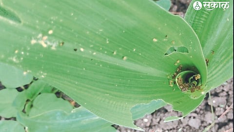 Armyworm seen on maize crop in Shiwar here.