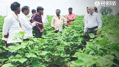 While inspecting the cotton crop and guiding the farmers, Dr. B. D. jade