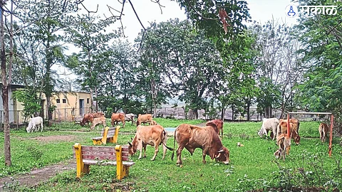 Nandur Madhmeshwar Bird Sanctuary