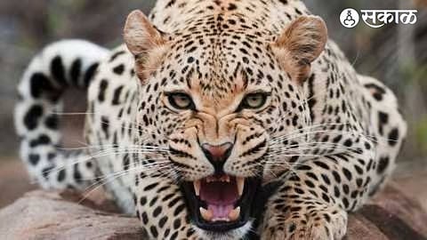 leopard
