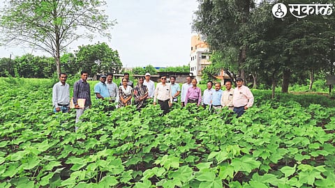 While inspecting the mung crop in the state-sponsored Integrated Value Chain Development and Productivity Enhancement Project in Shivarat, Divisional Joint Director of Agriculture R. B. move