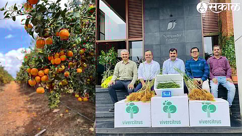 orange trees & Vilas Shinde with team