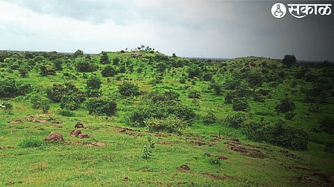 Green nature hill area