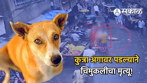 Mumbra dog news