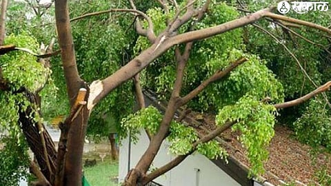 tree fall