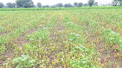Cotton crop sprayed with herbicide