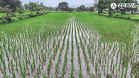 Japanese rice cultivation