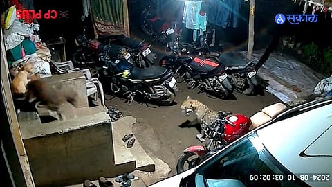 : शेरे परिसरात बिबट्याचा वावर सीसीटीव्हीत कैद; 8 ते 9 वेळा झाले दर्शन
