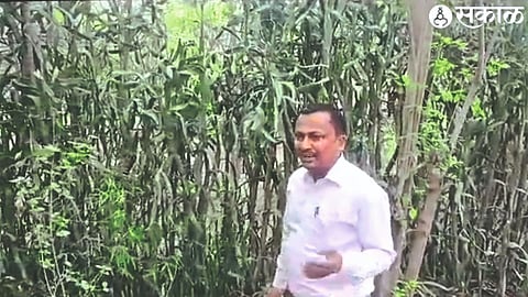 An eco-friendly wall of cactus created along the school premises