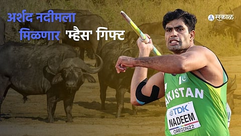 Paris Olympics: Arshad Nadeem's Gold Medal Win Makes Pakistan Proud, Father-in-Law's Gift is a Buffalo