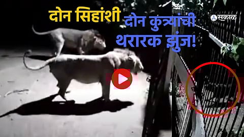 Lions Invade Thoradi Village: Fearless Dogs Stand Their Ground in Thrilling Encounter