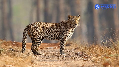 Khardi: अज्ञात वाहनाच्या धडकेत बिबट्याचा मृत्यू; मुंबई नाशिक महामार्गावरची घटना