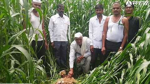 A leopard attacked a herd of goats at the residence of Bhagwanta Pandurang Shelke and killed the goats.