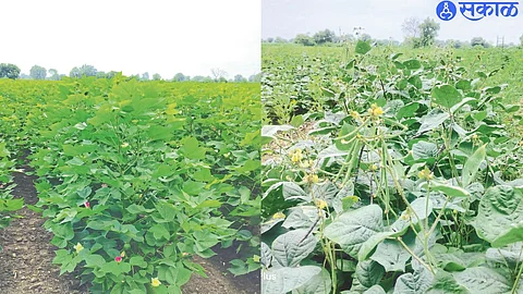cotton crop in the field. mung bean crop in the field.