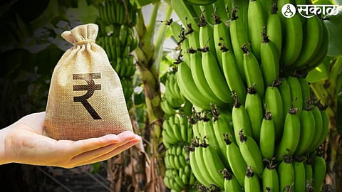 banana crop