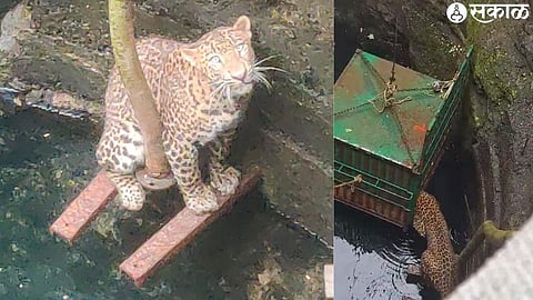 Kokangaon and Shirasgaon Niphad taluka leopard custody of forest department