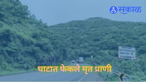 Dead animals thrown in Katraj Ghat