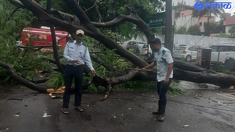 A fallen tree on the road in Car Mall area