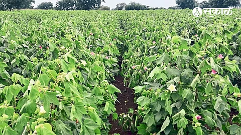 Infestation of cotton blight in the field.