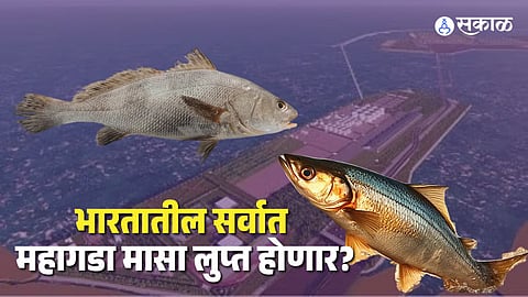 Ghol The most expensive fish in India