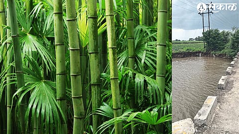 Danger to power poles due to erosion of the river bank near the bridge