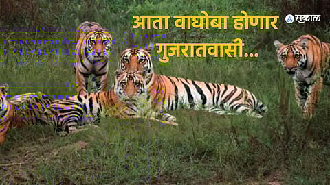 Tigers at Gorewada Zoo (file photo)