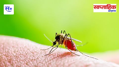 dengue