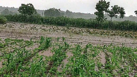 Agriculture Loss