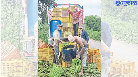 The work in progress of separating bunches of bananas and loading them into cars