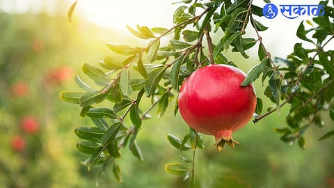 pomegranate
