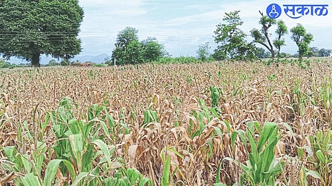 Karpalele Maize crop at Srirampur (T. Deola).