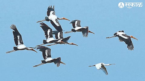 Birds taking to the skies at Nandurmadhyameshwar Bird Sanctuary.