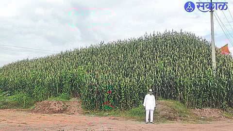 A millet crop grown on mounds of earth.