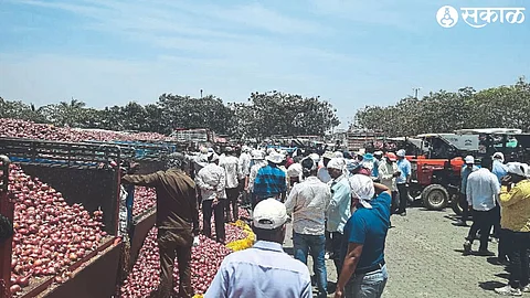 Ongoing auction of summer onion in Pimpalgaon Baswant Bazaar Committee.