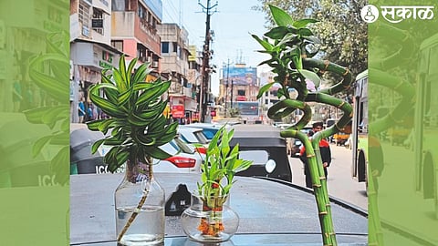 All three types of Lucky Bamboo Tree