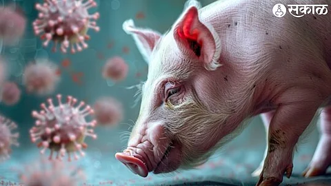 Swine flu