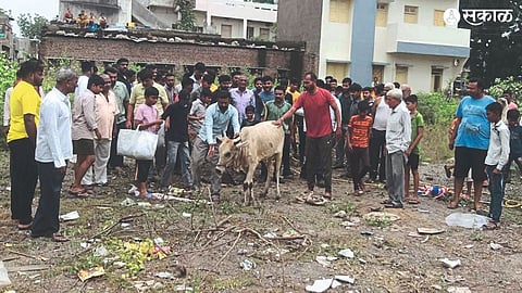 The cow and the assembled citizens were safely pulled out of the well.
