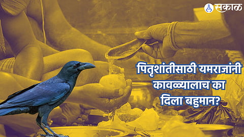 During Pitru Paksha, crows are believed to be messengers from Yama