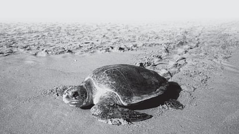 sea olive ridley turtle