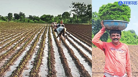 Onion cultivation in the field.