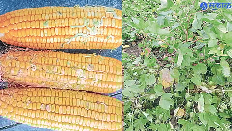 Stunted plants due to disease attack on cotton in the field. Corn kernels sprouts.