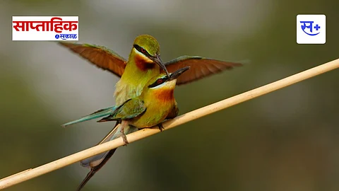 bird watching