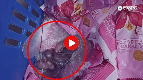 Siddhivinayak Temple Prasad Rat Viral Video