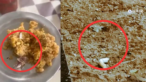 Tobacco found in Tirupati temple laddu prasadam amid controversy