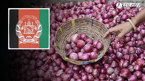 Onion import From afghanistan