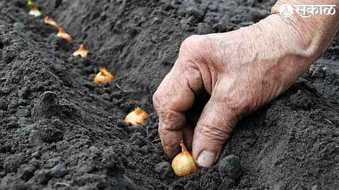 onion sowing