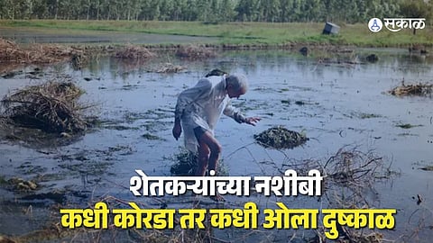 Soyabean And Cotton Crop Damage Due To Heavy Rain In Maharashtra
