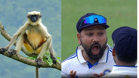 IND vs BAN 2nd Test : कानपूर कसोटीत सुरक्षारक्षक म्हणून बोलावले Langurs; ऐकावं तर नवलंच, का केलाय हा जुगाड?