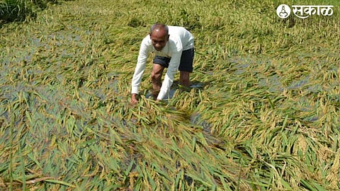 Heavy Rain Crop Damage